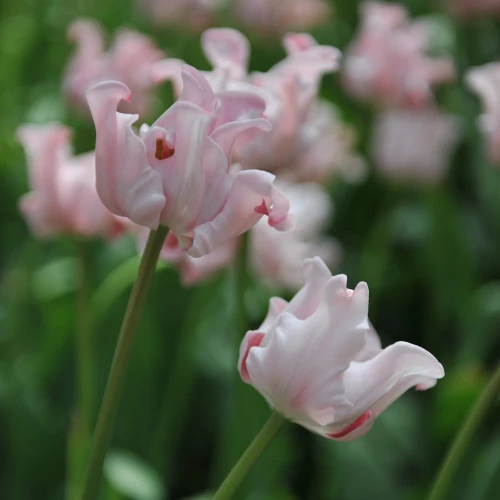 tulipan-picture.webp