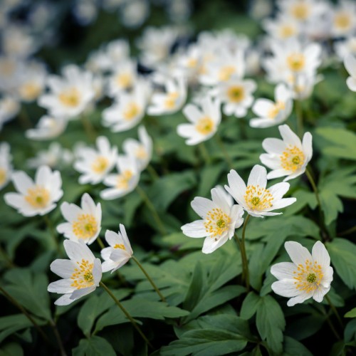 zawilec gajowy anemone nemerosa.jpg