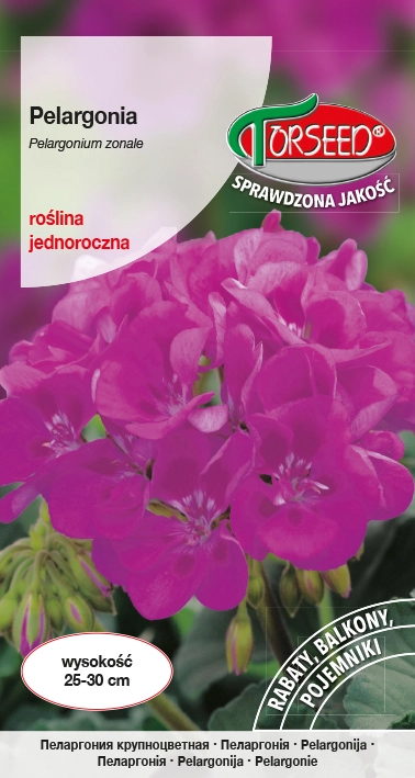 Pelargonia-fioletowa.webp