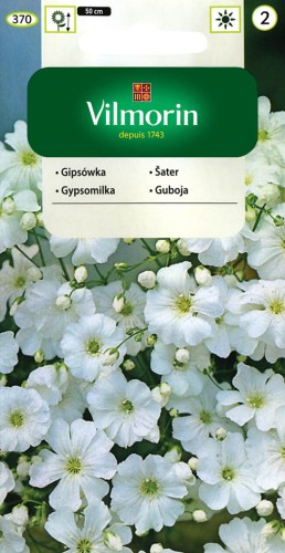 gipsówka wytworna biała.jpg