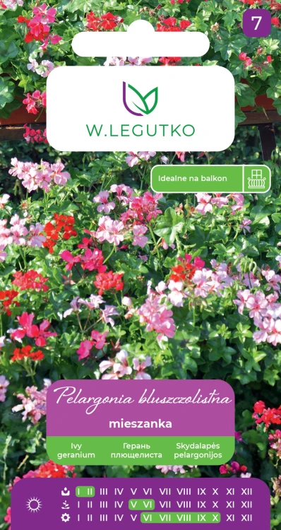 pelargonia-bluszczolistna-mix.webp