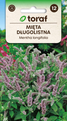 Mięta długolistna.png