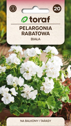 Pelargonia rabatowa biała.jpg