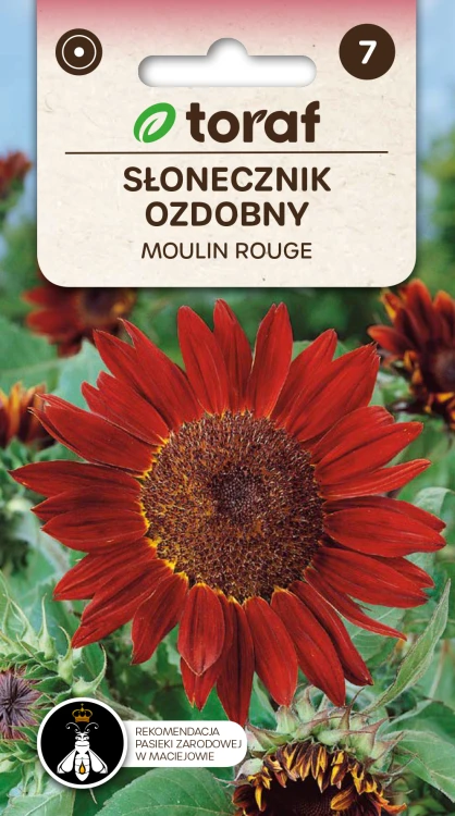 Słonecznik ozdobny MOULIN ROUGE.png