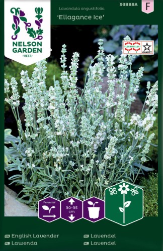 lawenda ellegance ice.jpg