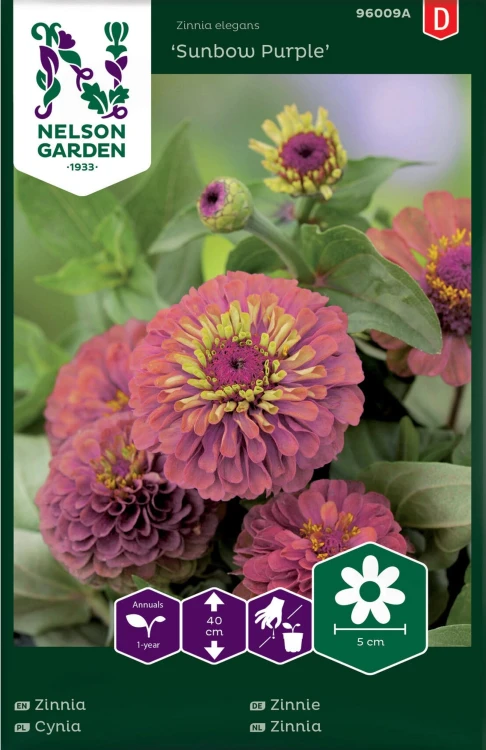 cynia_wytworna_sunbow_purple_fioletowa_nelson_garden.jpg