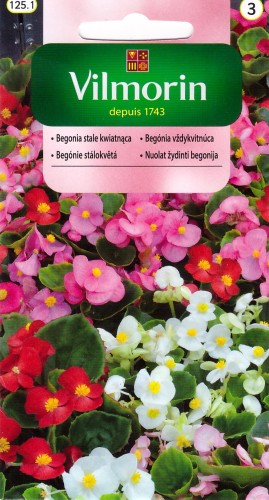 begonia stale kwitnąca mix.jpg