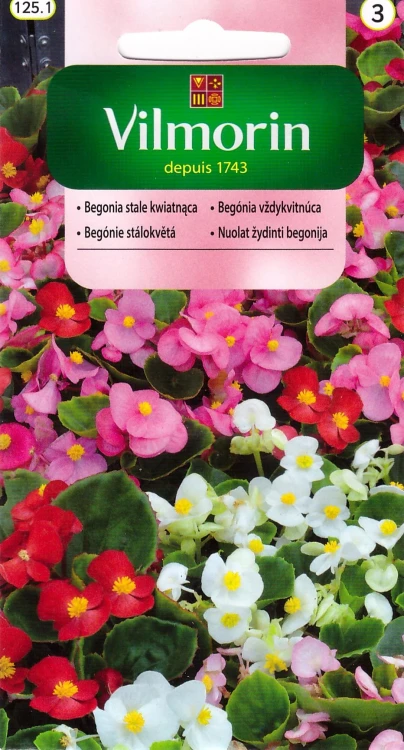 begonia stale kwitnąca mix.jpg