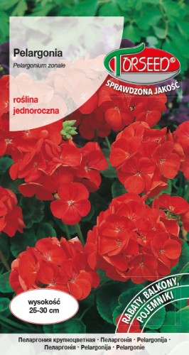 Pelargonia F1 czerwona.jpg