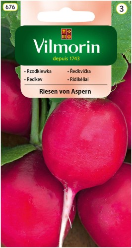 rzodkiewka Riesen von Aspern.jpg