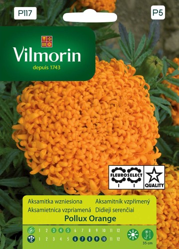 aksamitka Pollux Orange.jpg