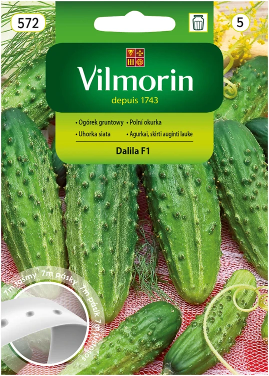 ogórek Dalila na taśmie.jpg
