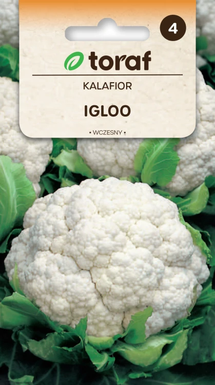 Kalafior IGLOO.png