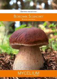 Grzybnia mikoryzowa BOROWIK SOSNOWY 60ml Mycelium