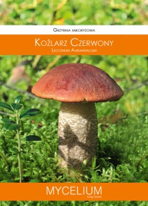 Grzybnia mikoryzowa KOŹLARZ CZERWONY 60ml Mycelium