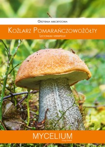 Grzybnia mikoryzowa KOŹLARZ POMARAŃCZOWO-ŻÓŁTY 60ml Mycelium