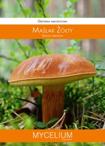 Grzybnia mikoryzowa MAŚLAK ŻÓŁTY 60ml Mycelium