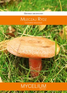 Grzybnia mikoryzowa MLECZAJ RYDZ 60ml Mycelium