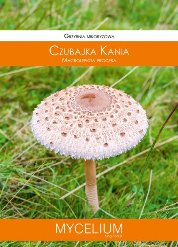 60ml czubajka kania.jpg