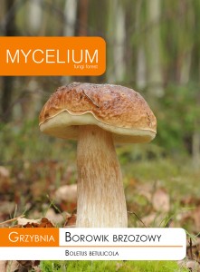 Grzybnia BOROWIK BRZOZOWY 10g Mycelium