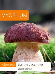 Grzybnia BOROWIK SOSNOWY 10g Mycelium