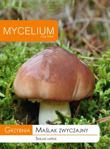 Grzybnia MAŚLAK ZWYCZAJNY 10g Mycelium