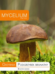 Grzybnia PODGRZYBEK BRUNATNY 10g Mycelium