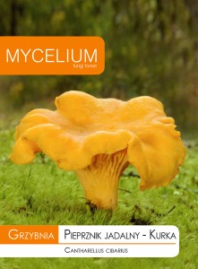 Grzybnia PIEPRZNIK JADALNY - KURKA 10g Mycelium