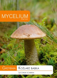 Grzybnia KOŹLARZ BABKA 10g Mycelium