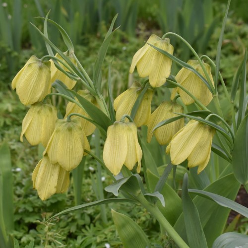 szachownica pallidiflora.jpg