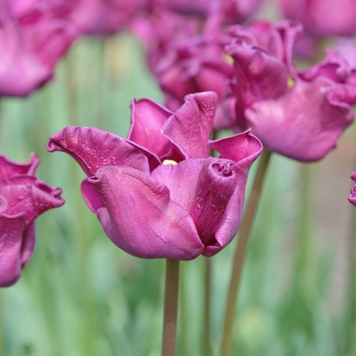 tulipan Crown of Negrita.jpg