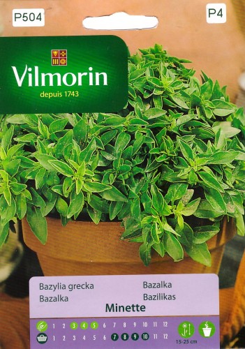 bazylia grecka minette Vil.jpg