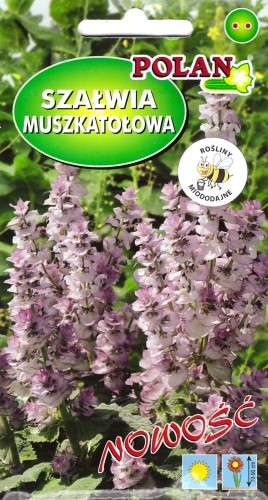 szałwia muszkatolowa pol.jpg