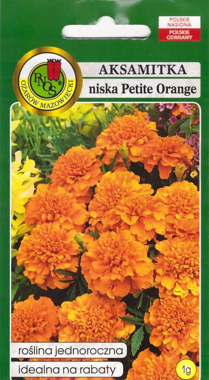 aksamitka petite orange pnos.jpg