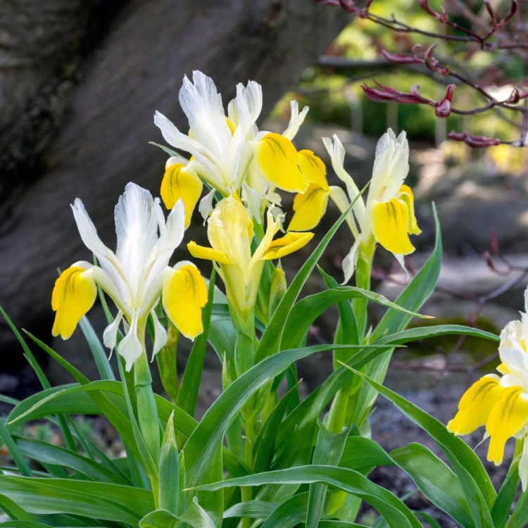 irys-bucharski-bucharica.webp