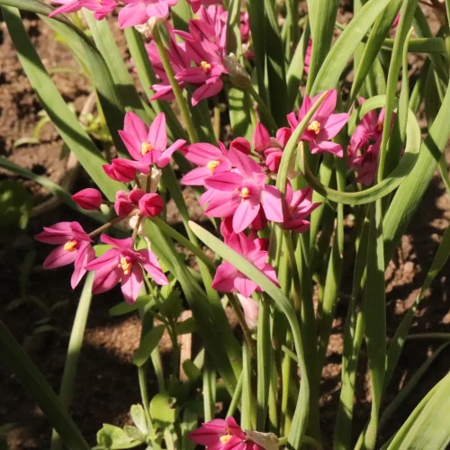 allium-ostrowskianum.webp