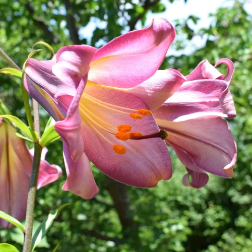 lilia-trabkowa-pink-perfection.webp