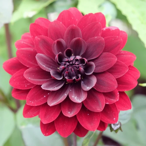 dalia-karma-choc.webp