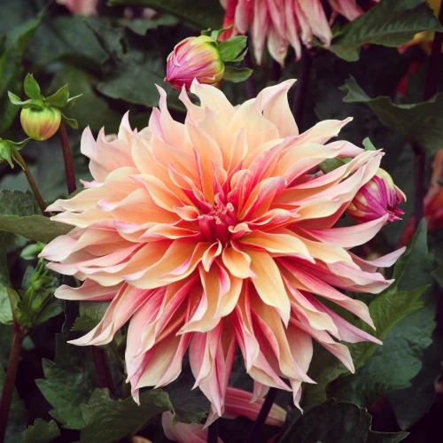 dalia-labyrinth.webp