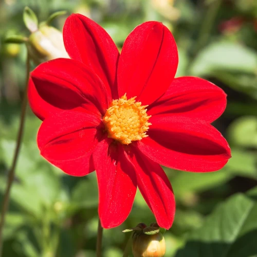dalia-firebird.webp