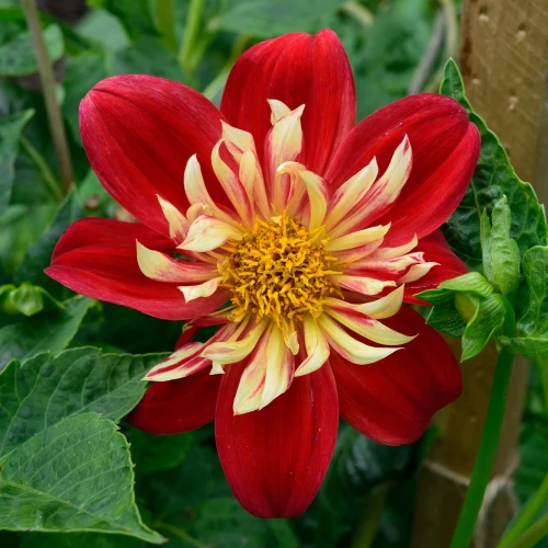 dalia-la-gioconda.webp