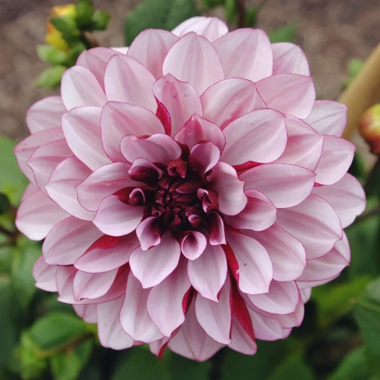 dalia-creme-de-cassis.webp