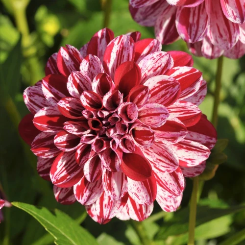dalia-final-star.webp
