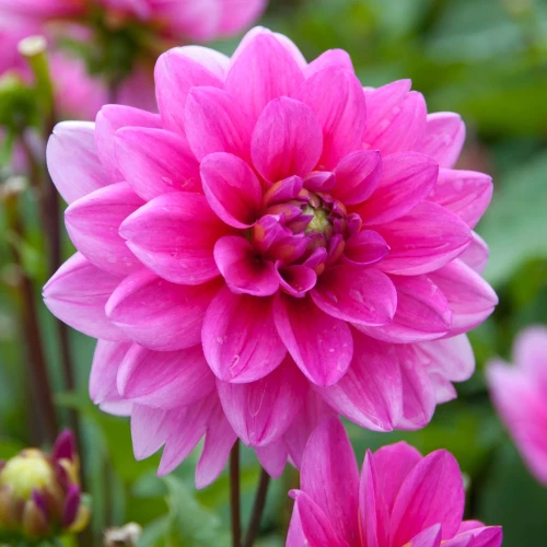 dalia-bluesette.webp