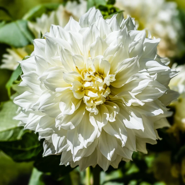 dalia-fleurel.webp