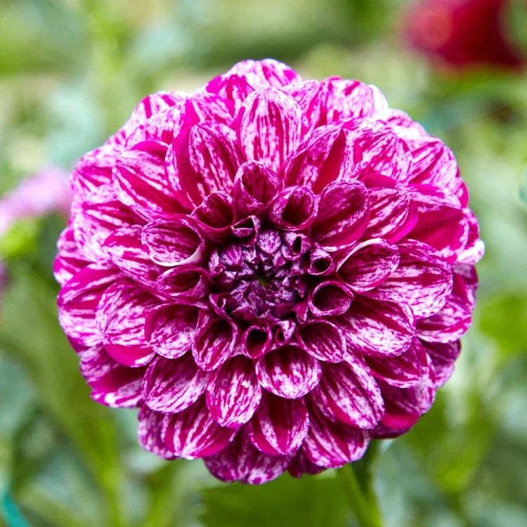 dalia-santander.webp