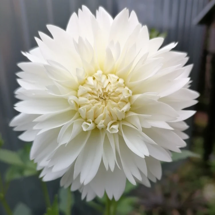 dalia-myama-fubuki.webp