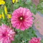 dalia-bacardi.webp