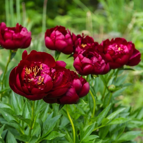 peonia-buckeye-belle.webp