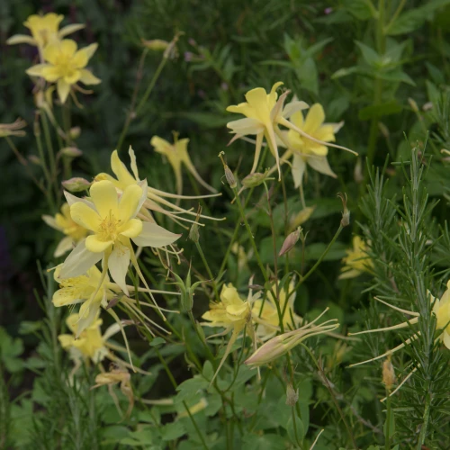 orlik-yellow-queen.webp